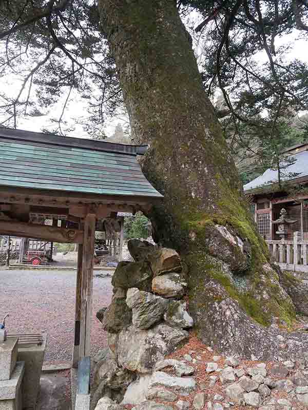 小野天満宮のモミ