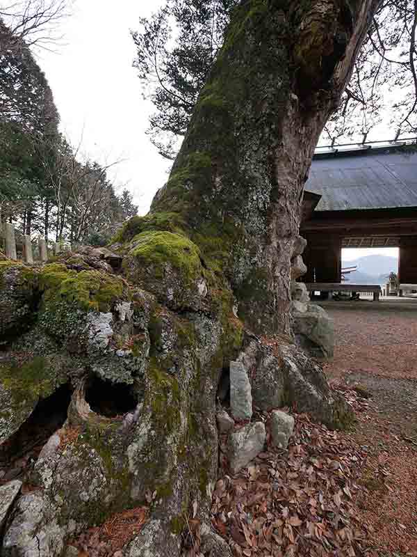 小野天満宮のモミ