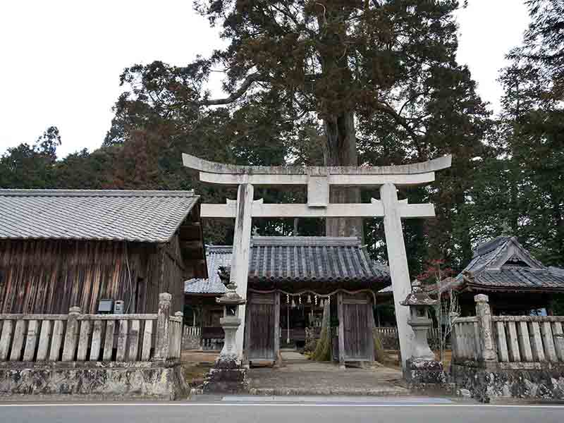 牧山神社のスギ