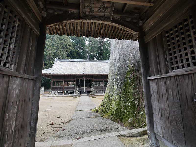 牧山神社のスギ