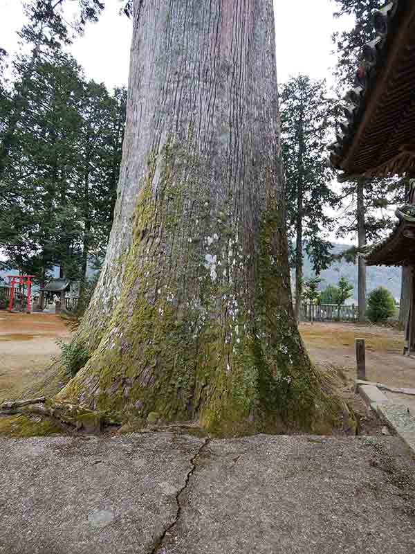 牧山神社のスギ