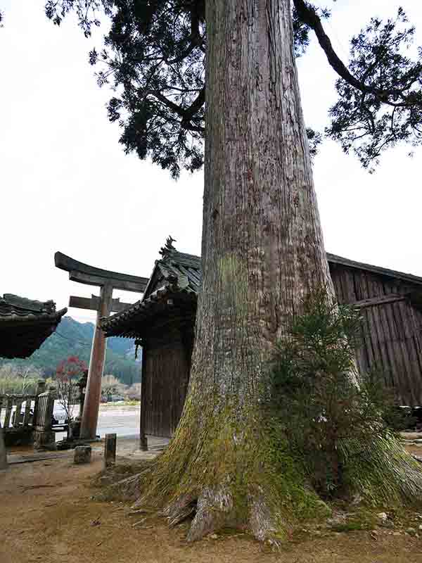 牧山神社のスギ