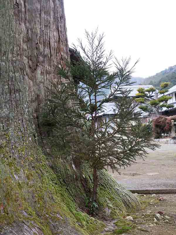 牧山神社のスギ