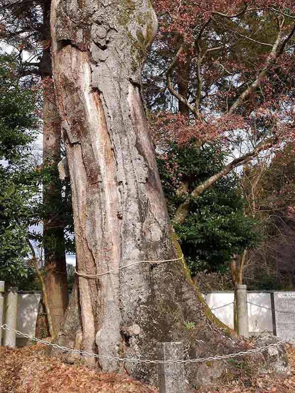 高座神社のフジキ