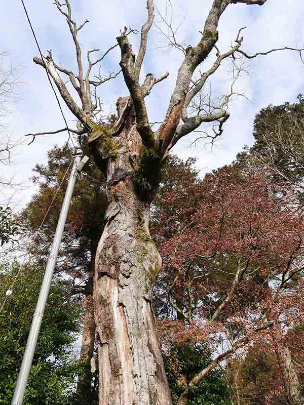 高座神社のフジキ