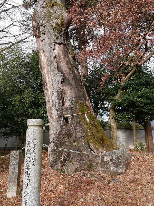 高座神社のフジキ