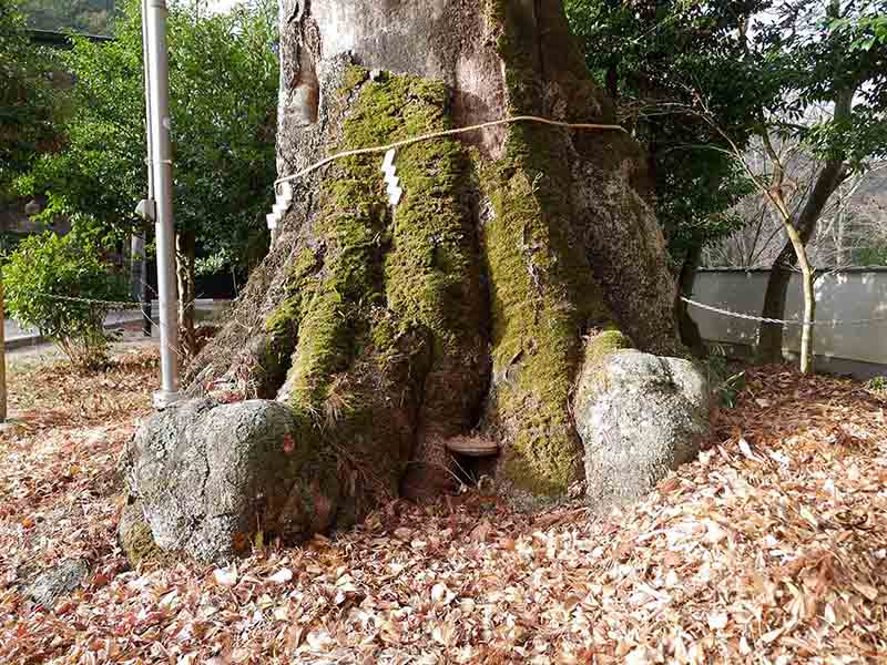 高座神社のフジキ