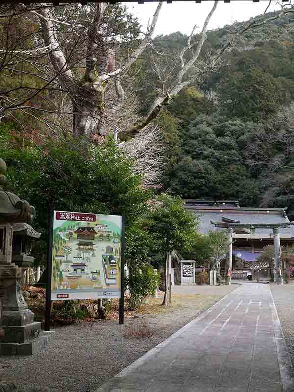 高座神社のフジキ