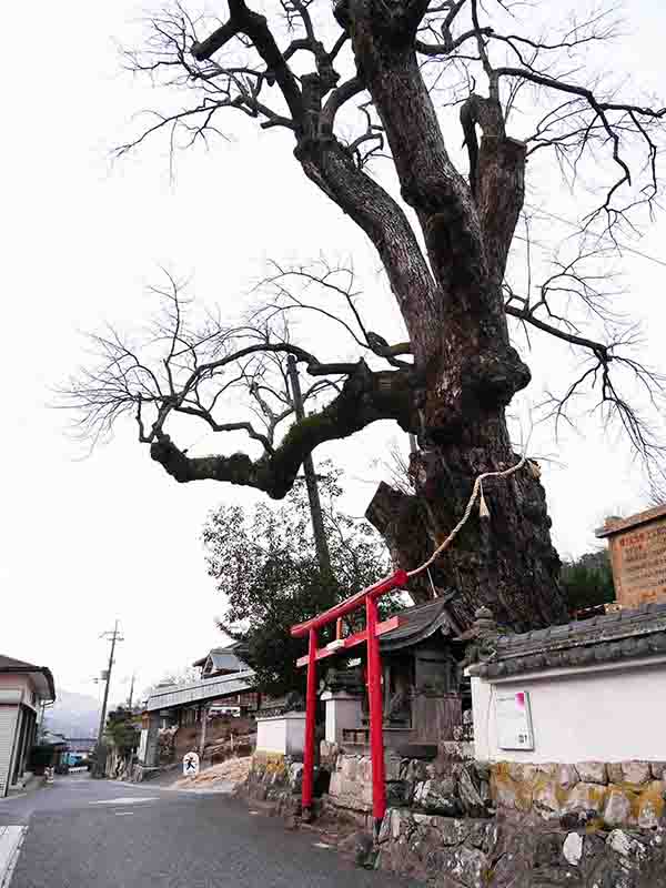 上立杭の大アベマキ