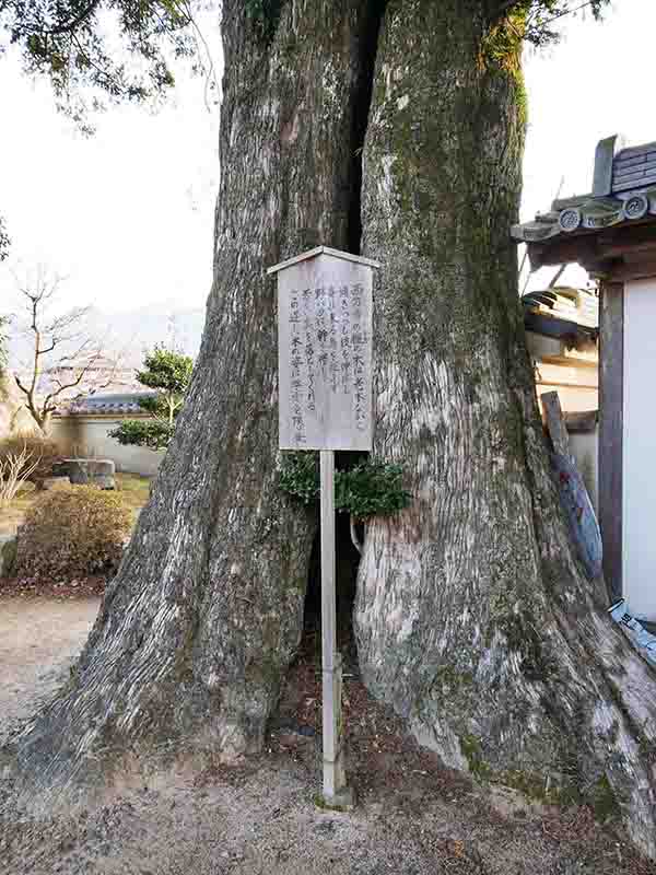 西方寺のカヤ