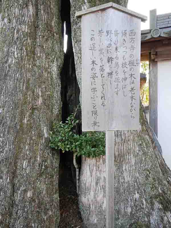 西方寺のカヤ