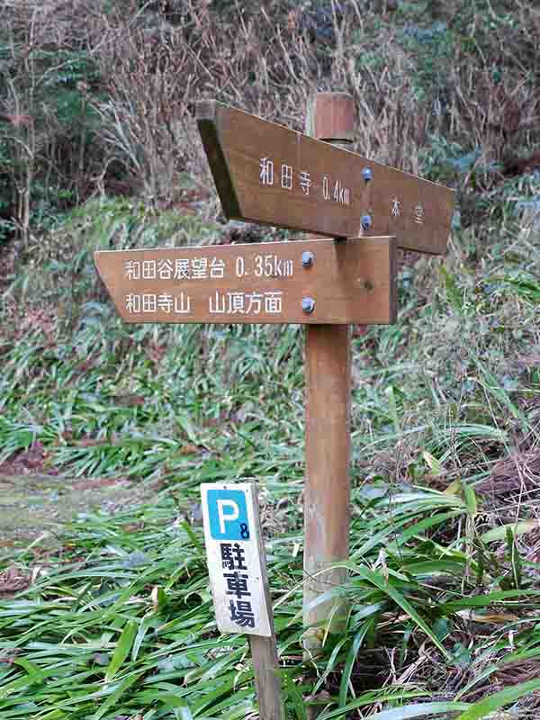 和田寺のシイ