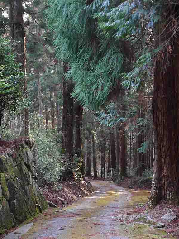 和田寺のシイ