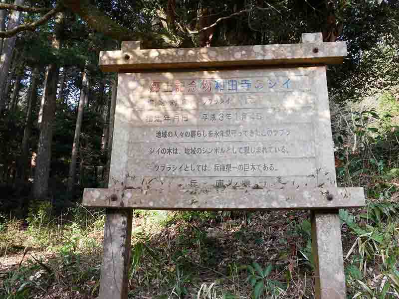 和田寺のシイ