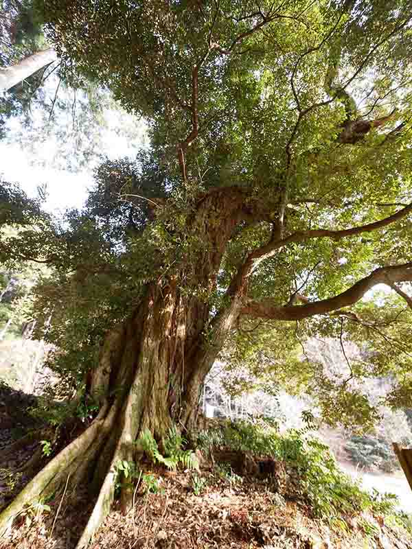 和田寺のシイ