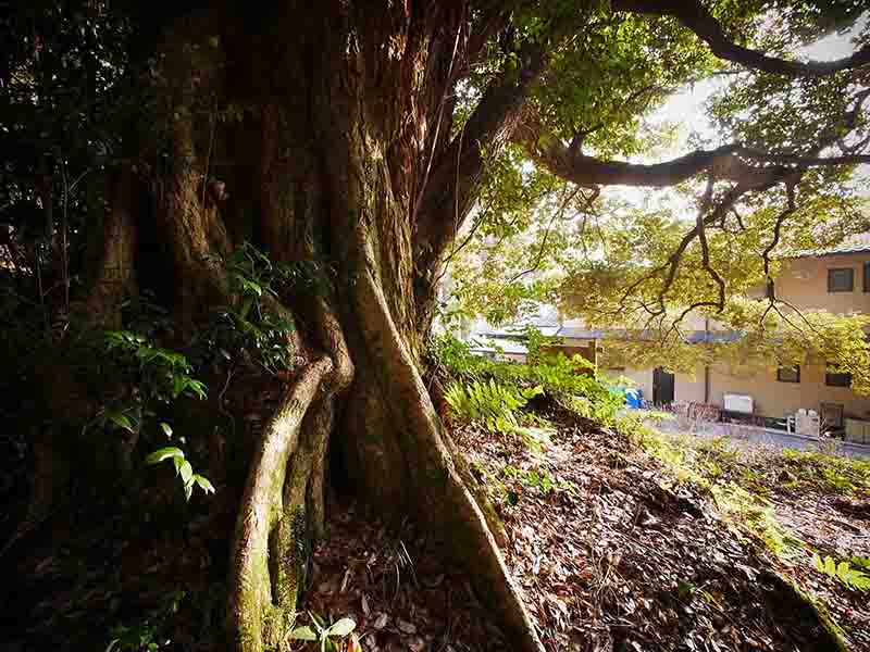 和田寺のシイ