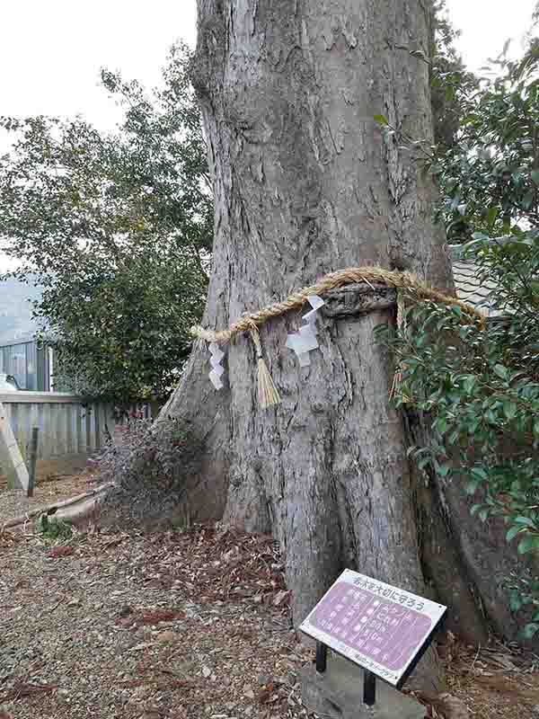 犬飼のムクノキ