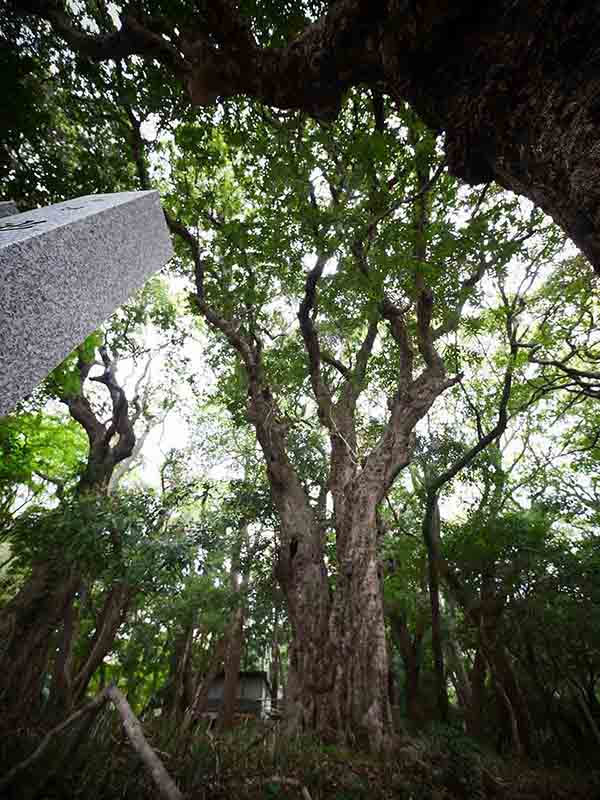 保久良神社のヤマモモ