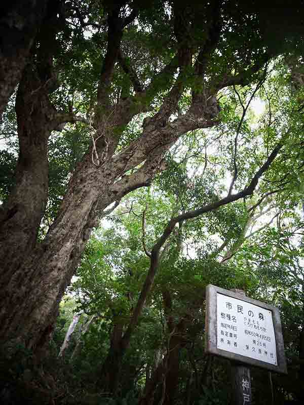 保久良神社のヤマモモ