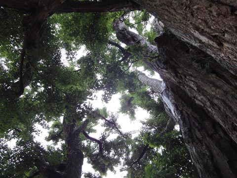 佐用の大イチョウ