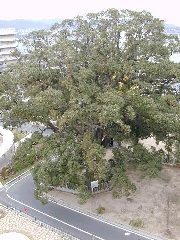 海清寺の大クス