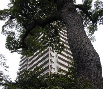 海清寺の大クス