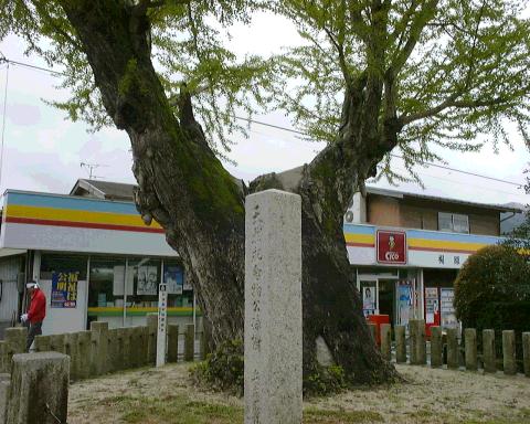 鴨神社のいちょう