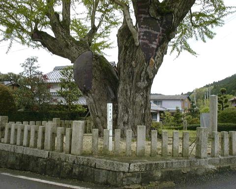 鴨神社のいちょう