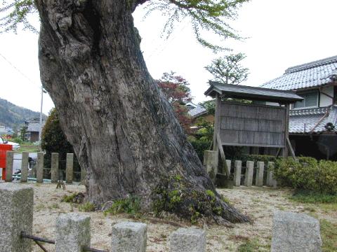 鴨神社のいちょう