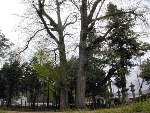 追手神社の夫婦いちょう