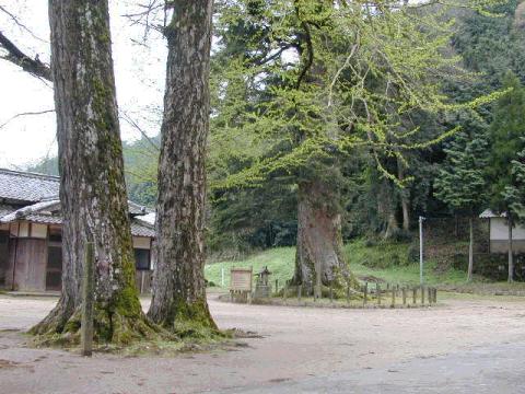 追手神社の夫婦いちょう