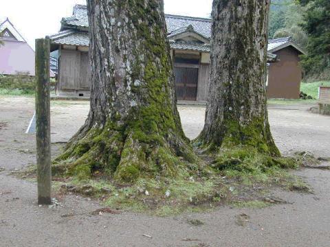 追手神社の夫婦いちょう