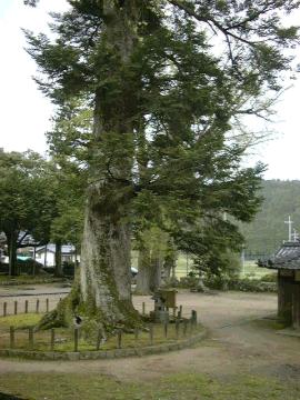 追手神社モミ