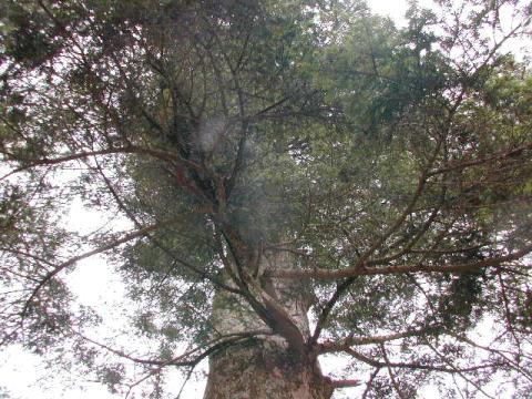 追手神社モミ