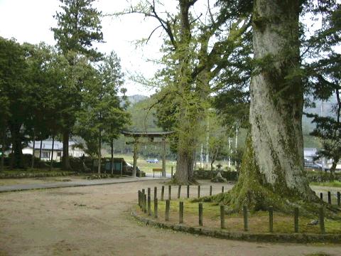 追手神社モミ