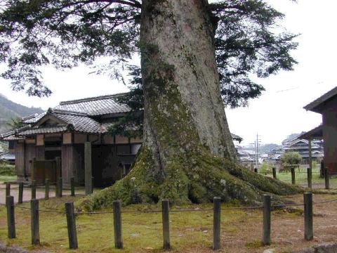 追手神社モミ