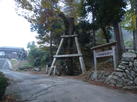 小江神社の大ケヤキ