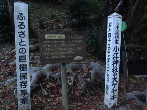 小江神社の大ケヤキ