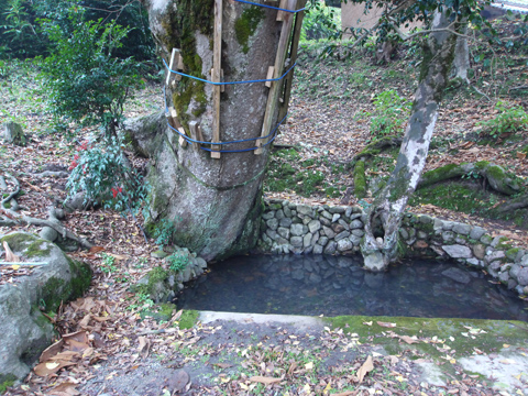 小江神社の大ケヤキ