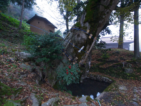 小江神社の大ケヤキ