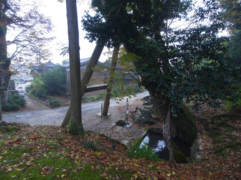 小江神社の大ケヤキ