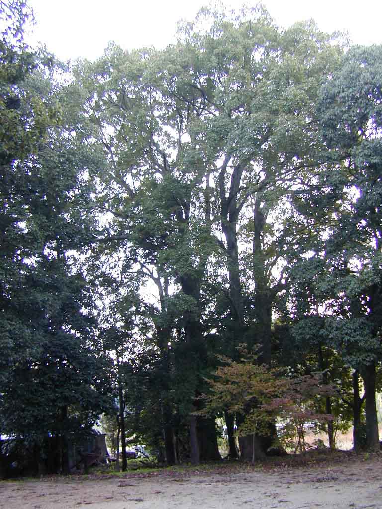 若宮八幡神社の３本クス