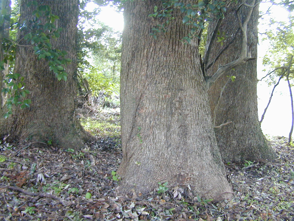 若宮八幡神社の３本クス