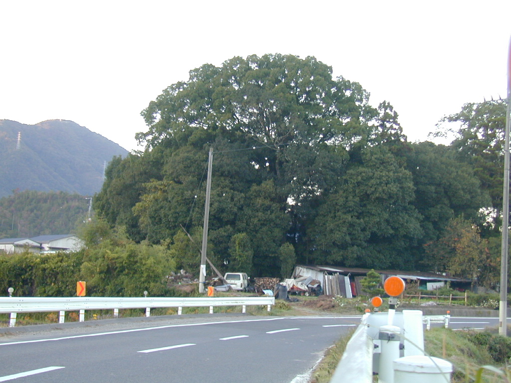 若宮八幡神社の３本クス