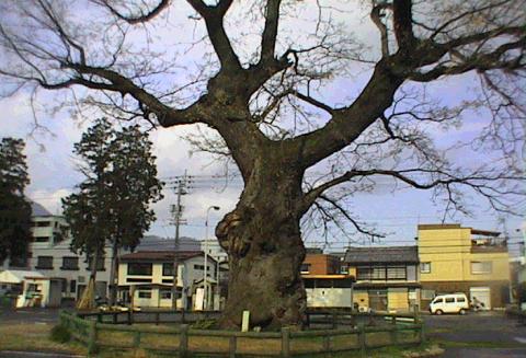 琴平の大センダン