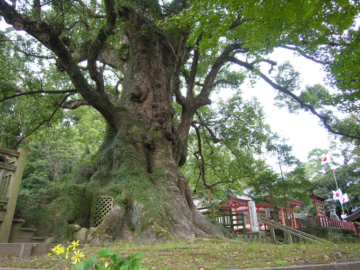 ユーカリの葉