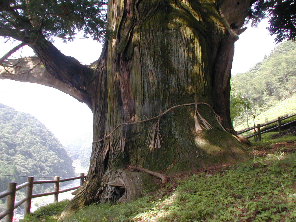 中川の箒杉