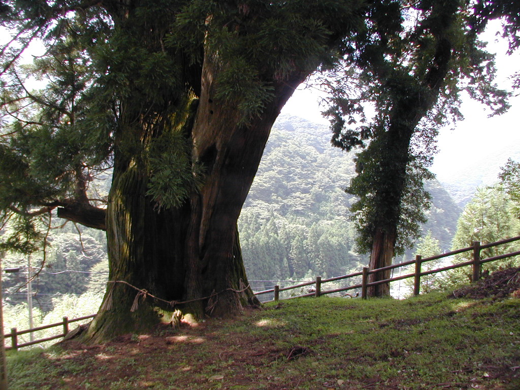 中川の箒杉