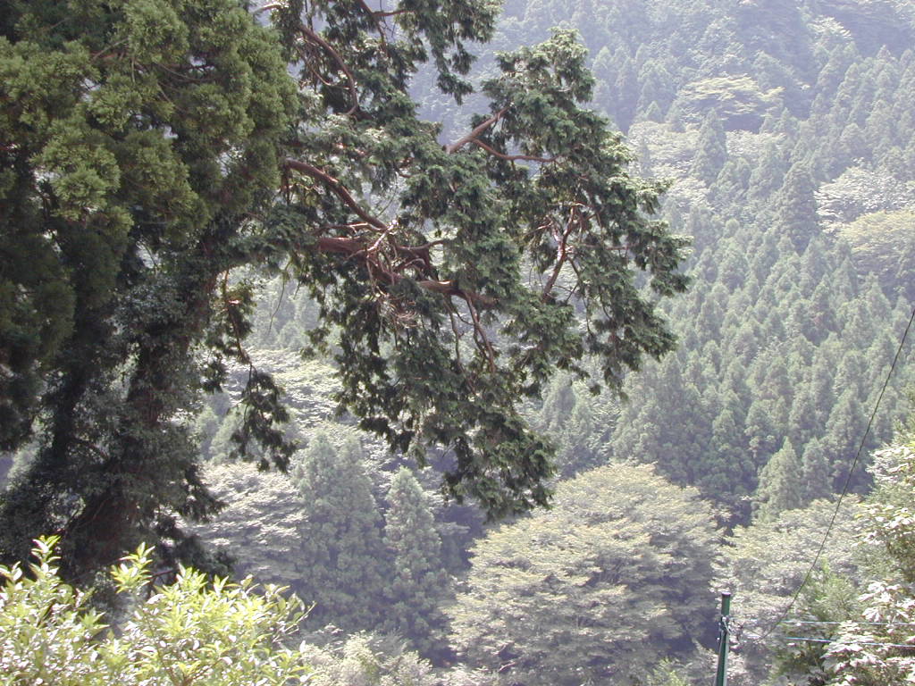 中川の箒杉