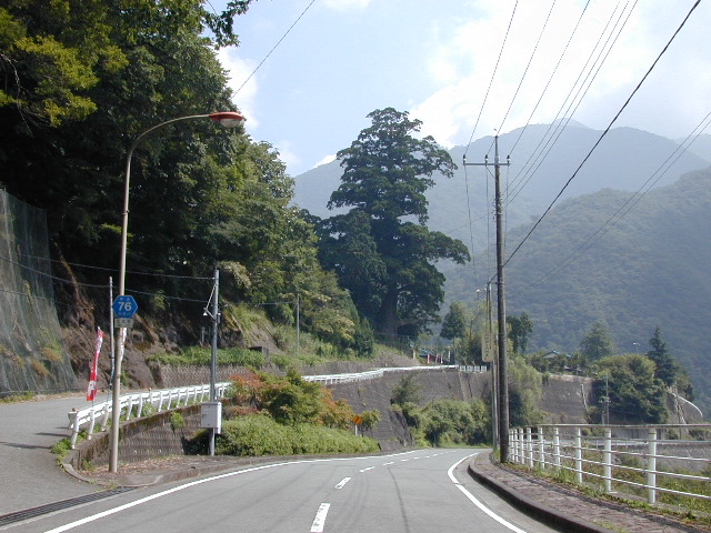 中川の箒杉